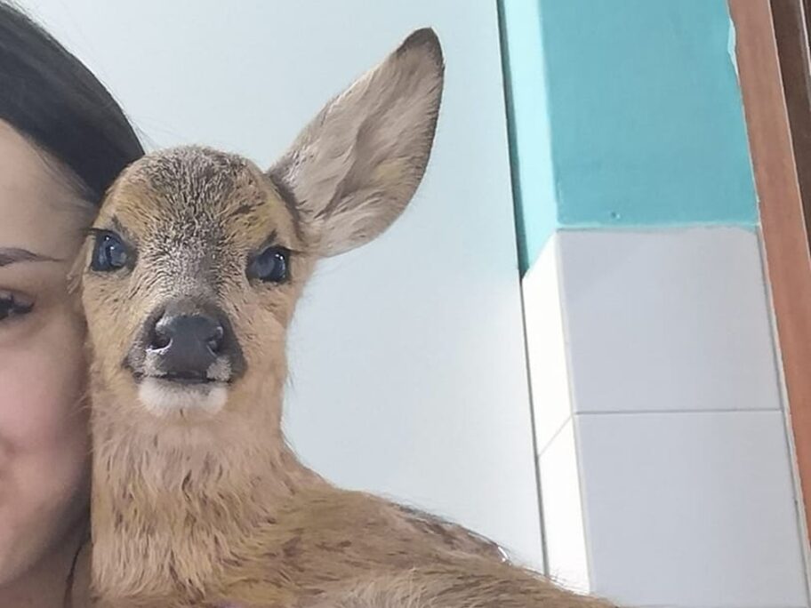 Veterinar u Nišu spasio život povređenom lanetu 16 lane 1