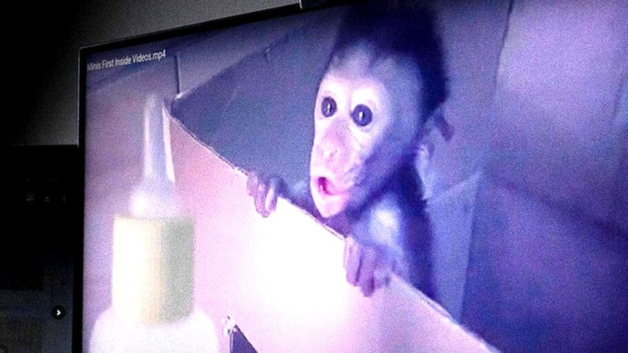 130145502 monkeys index