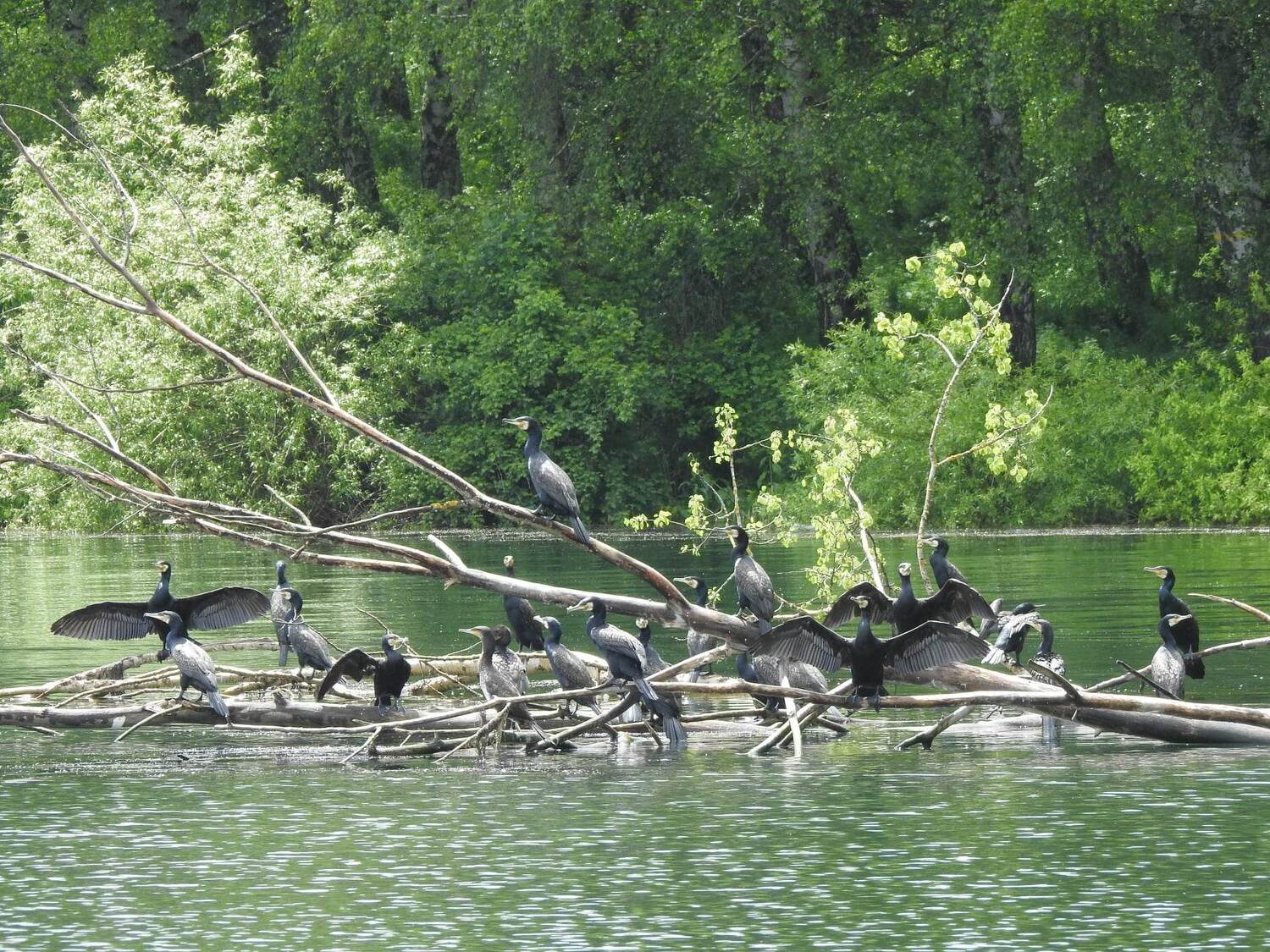 Ornitolozi na Vlasini otkrili dosad nezabeležene vrste ptice na jugu Srbije 1 355931824 258795336837559 7160903589185860074 n