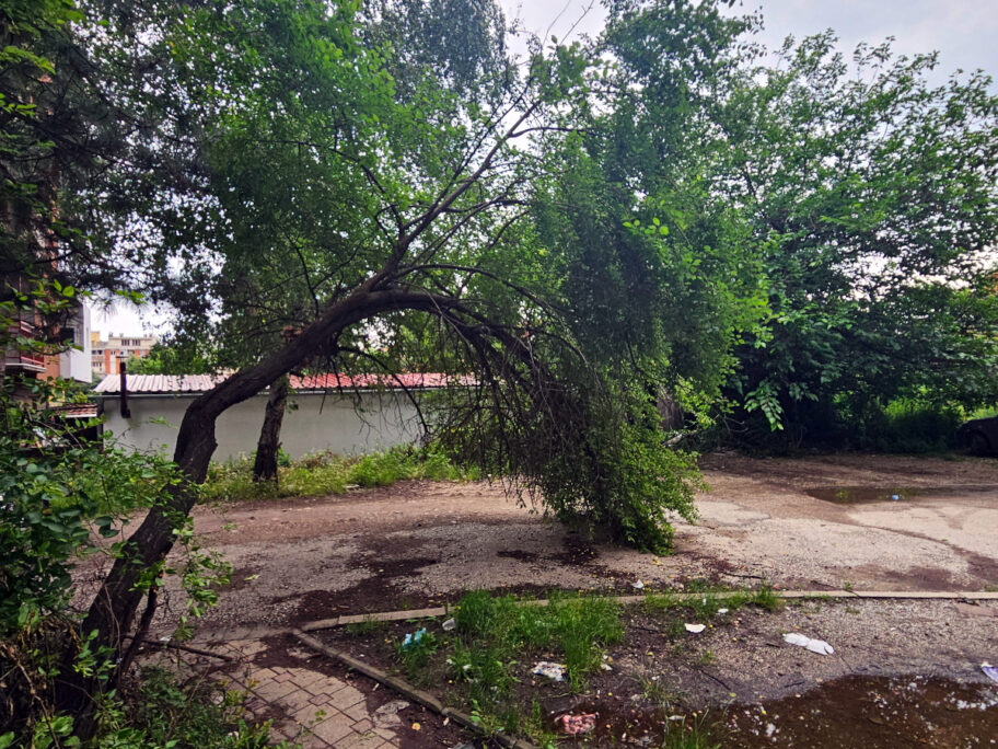 Polomljeno stablo foto citalac jpeg