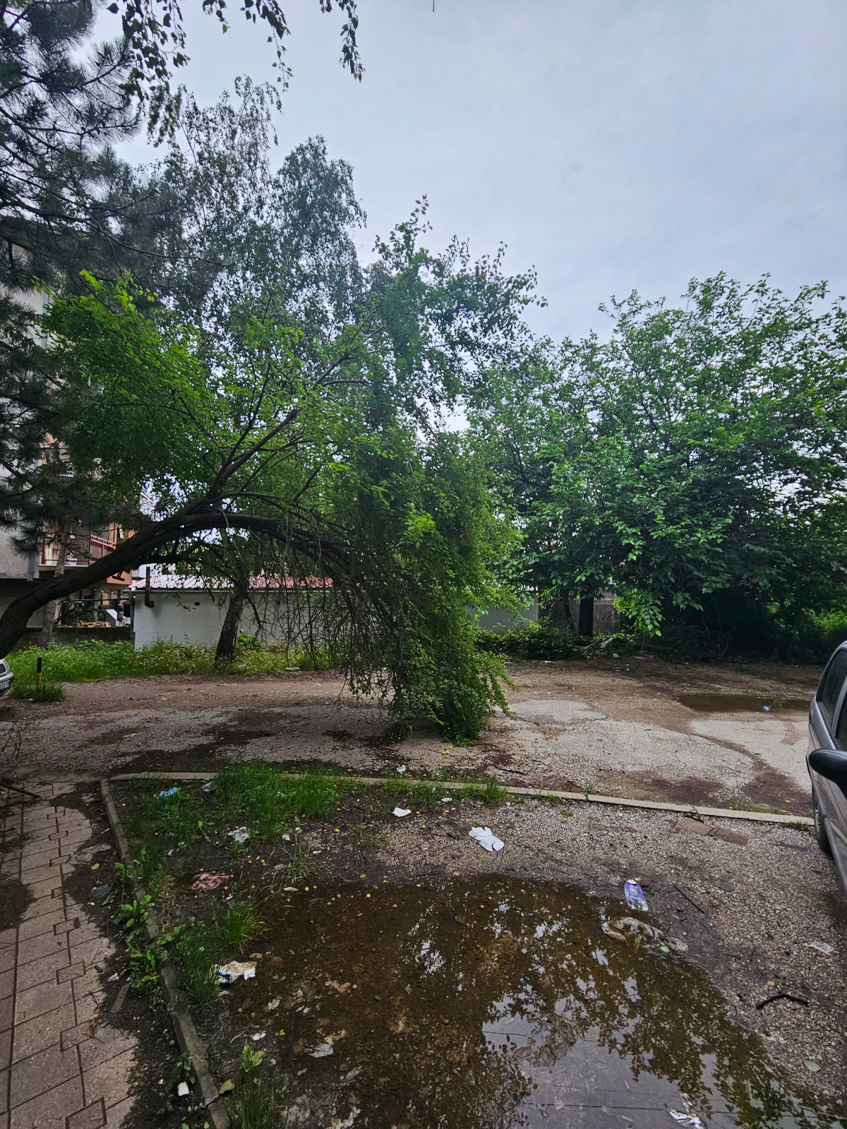 Polomljeno stablo 1; foto: čitalac