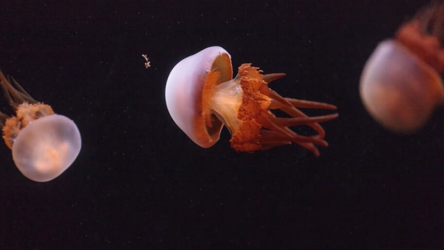 130110117 3830a6fa a162 4c35 b1a4 a59bb4b3798e