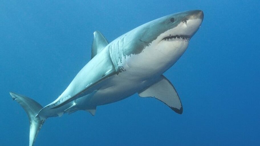 130249870 greatwhitegettyimages 520699472