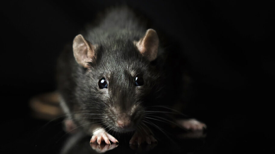 Životinje i priroda: Novi Zeland nastoji da istrebi predatore kako bi spasio domaće ptice 1 130210095 rat gettyimages 1328938939