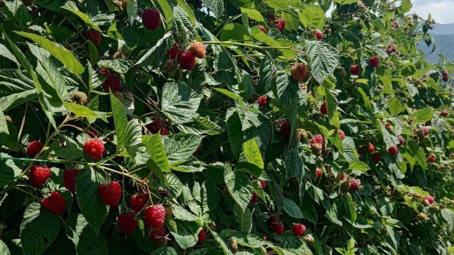 130354290 received 783666479802858