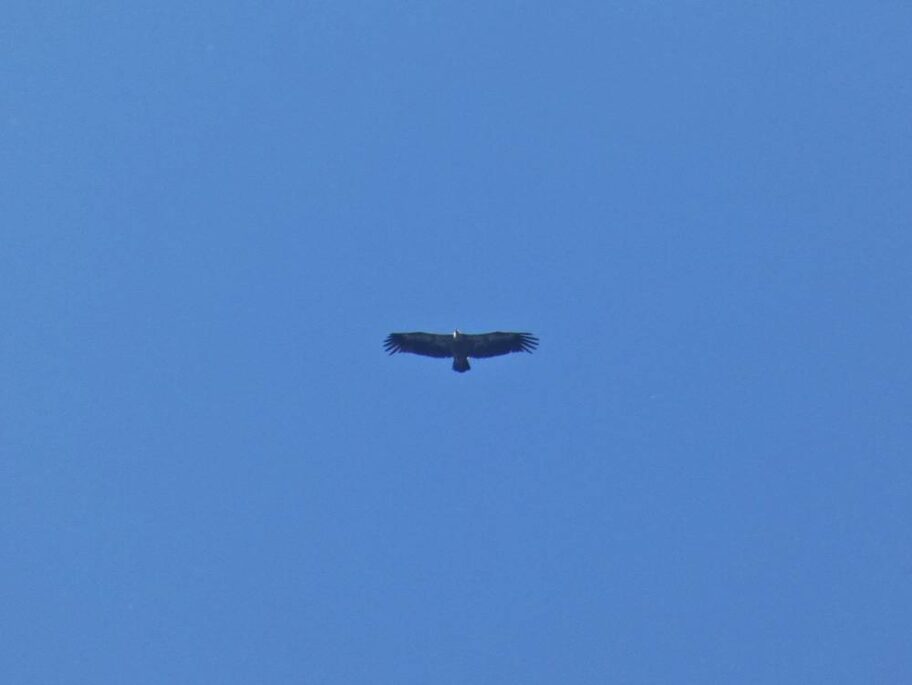 Lesinari na Staroj planini 1