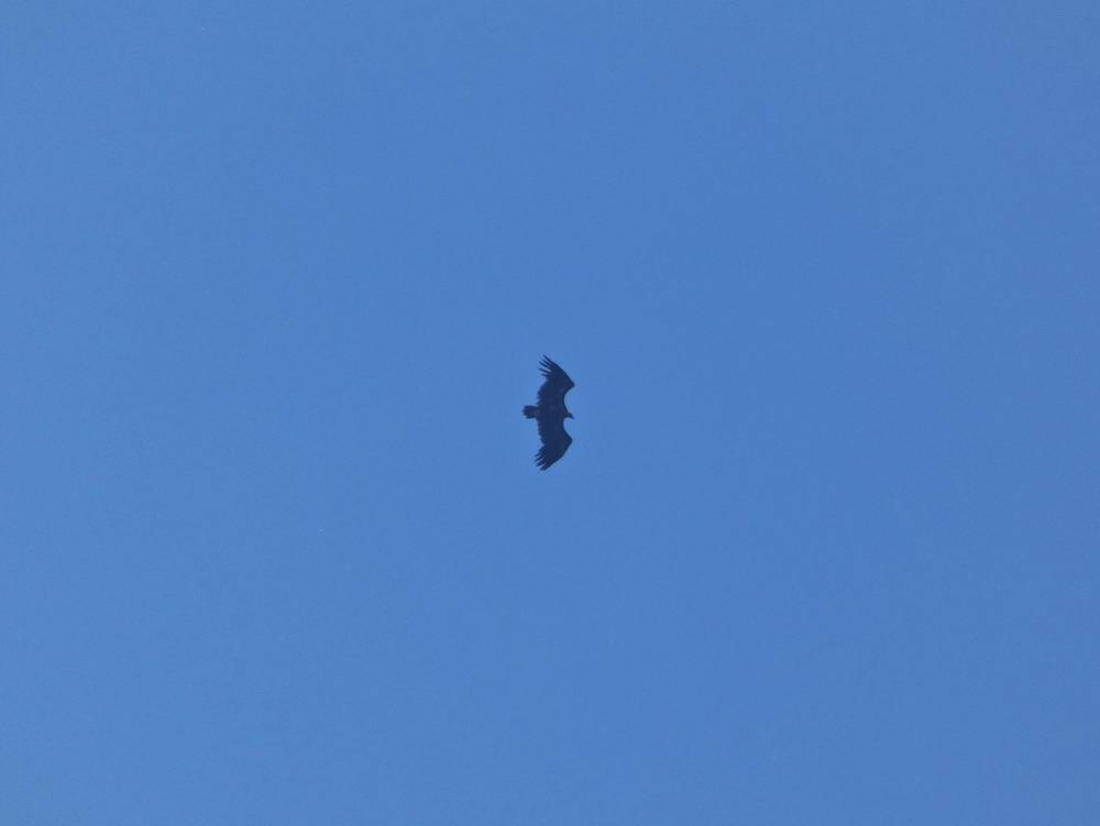 Lešinari na Staroj planini