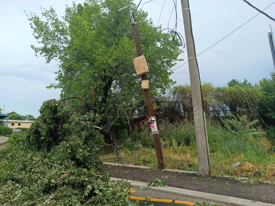 JKP "Mediana" poziva građane da prijave polomljene grane i drveće 9 nevreme 24