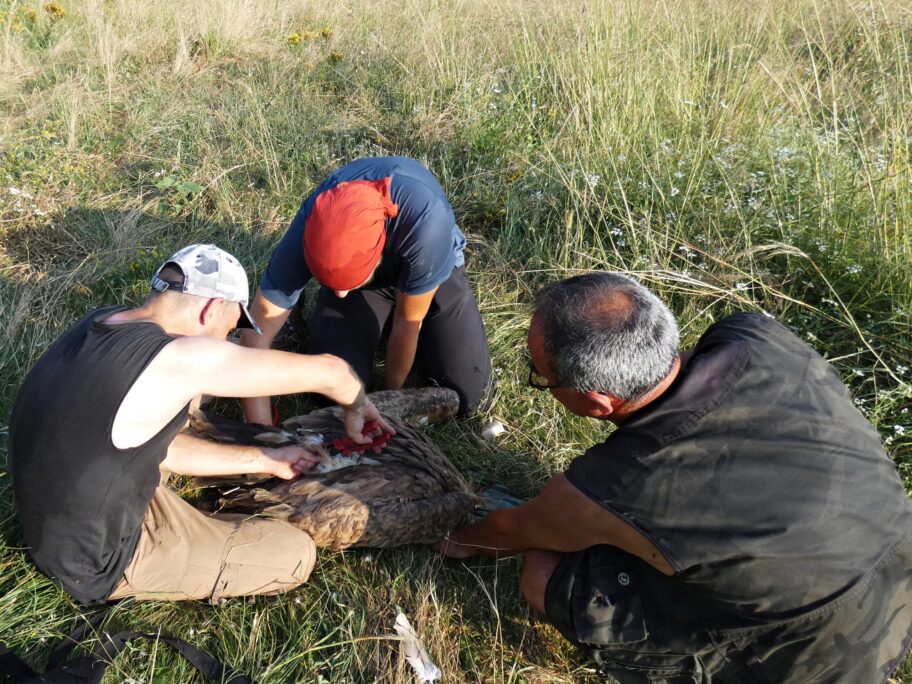 Postavljanje telemetrije na beloglavog supa fotografija Danica Veljkovic scaled