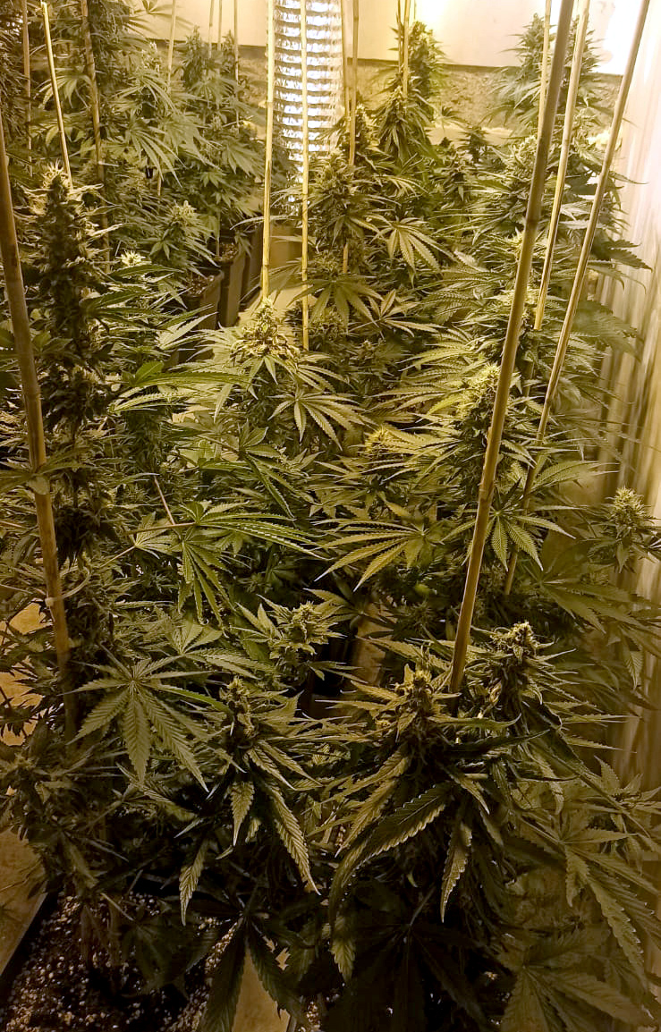 laboratorija droge prokuplje