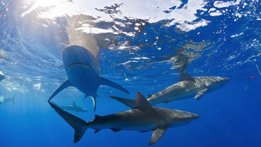 130516784 54598fbb 8959 479d a530 84be94c910eb