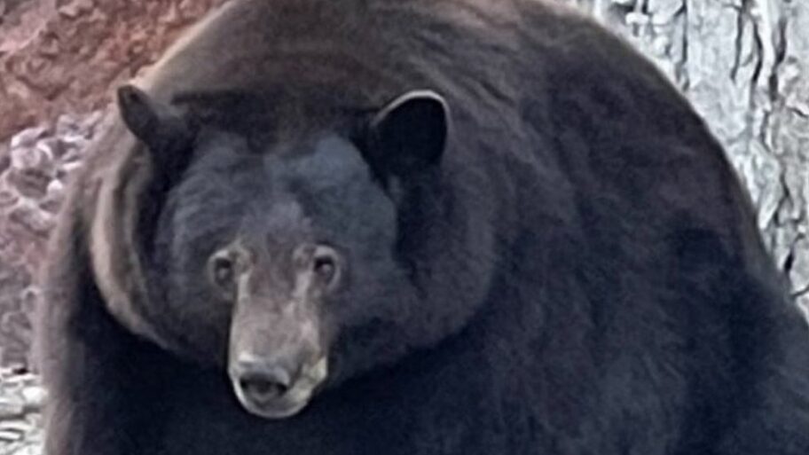 130680468 273225536 5387239747969927 3174953441515970260 n