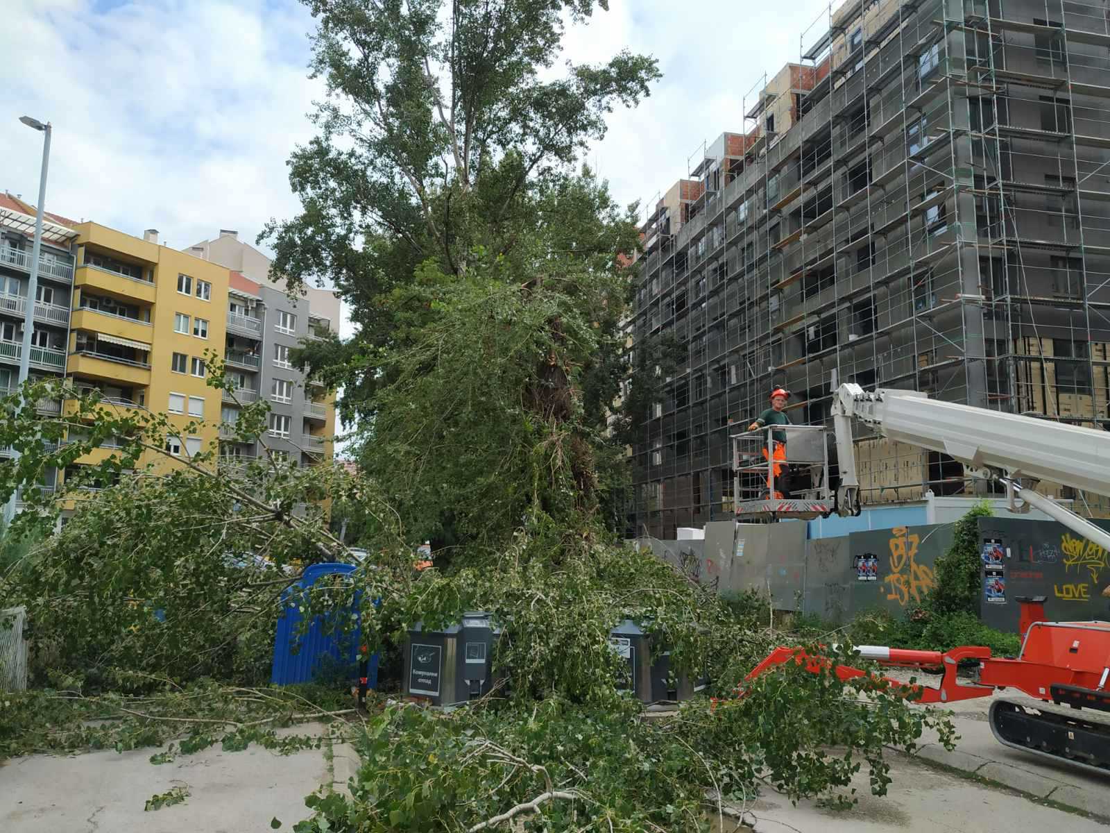 Seča stabala u blizini višespratnice kod "Zone 3" u Nišu 1 seca stabala3