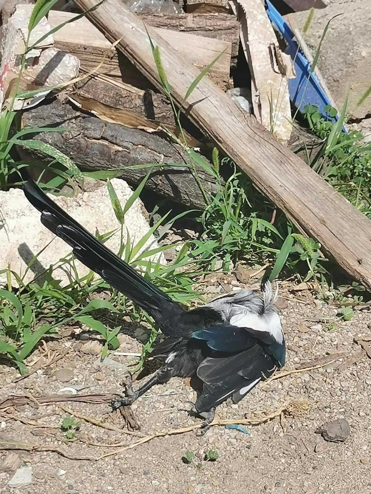 ptica trovanje otrov