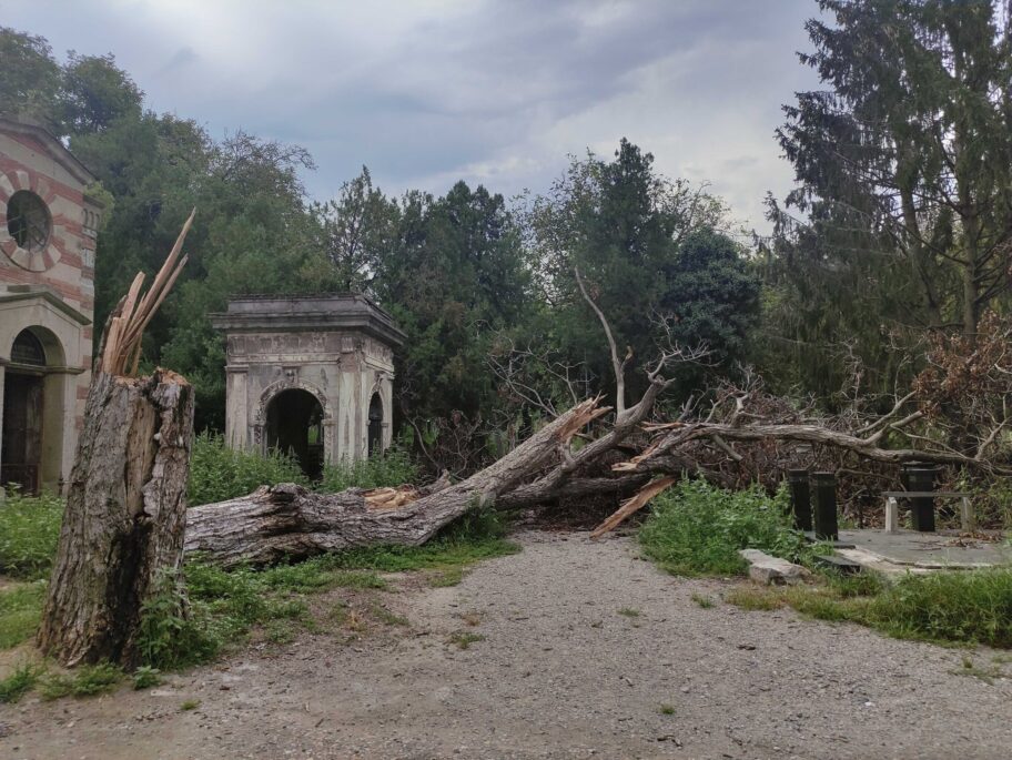 "Mediana" još nije uklonila stablo koje je oborilo spomenik čuvenom Nišliji na Starom groblju 6 staro groblje zanemareno3 scaled