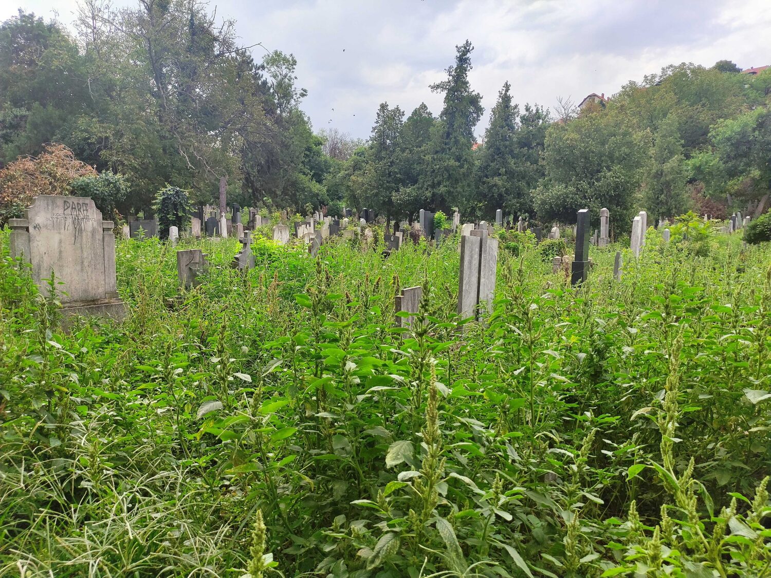 staro groblje zanemareno4