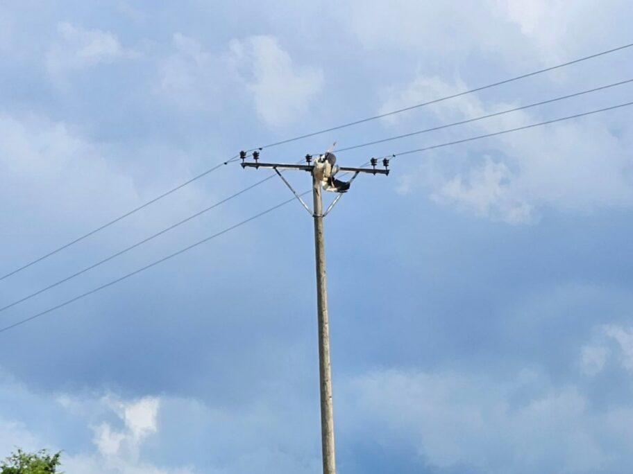 Društvo za zaštitu ptica: "Na niškom groblju ptice stradaju od struje" 4 Rode stradale od elektrokucije Novo groblje Nis foto DZPPS 1