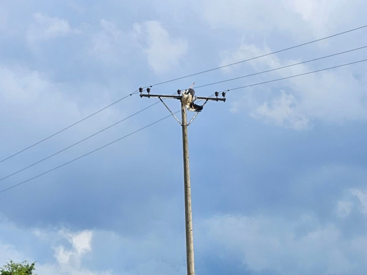 Rode stradale od elektrokucije Novo groblje Nis foto DZPPS 1