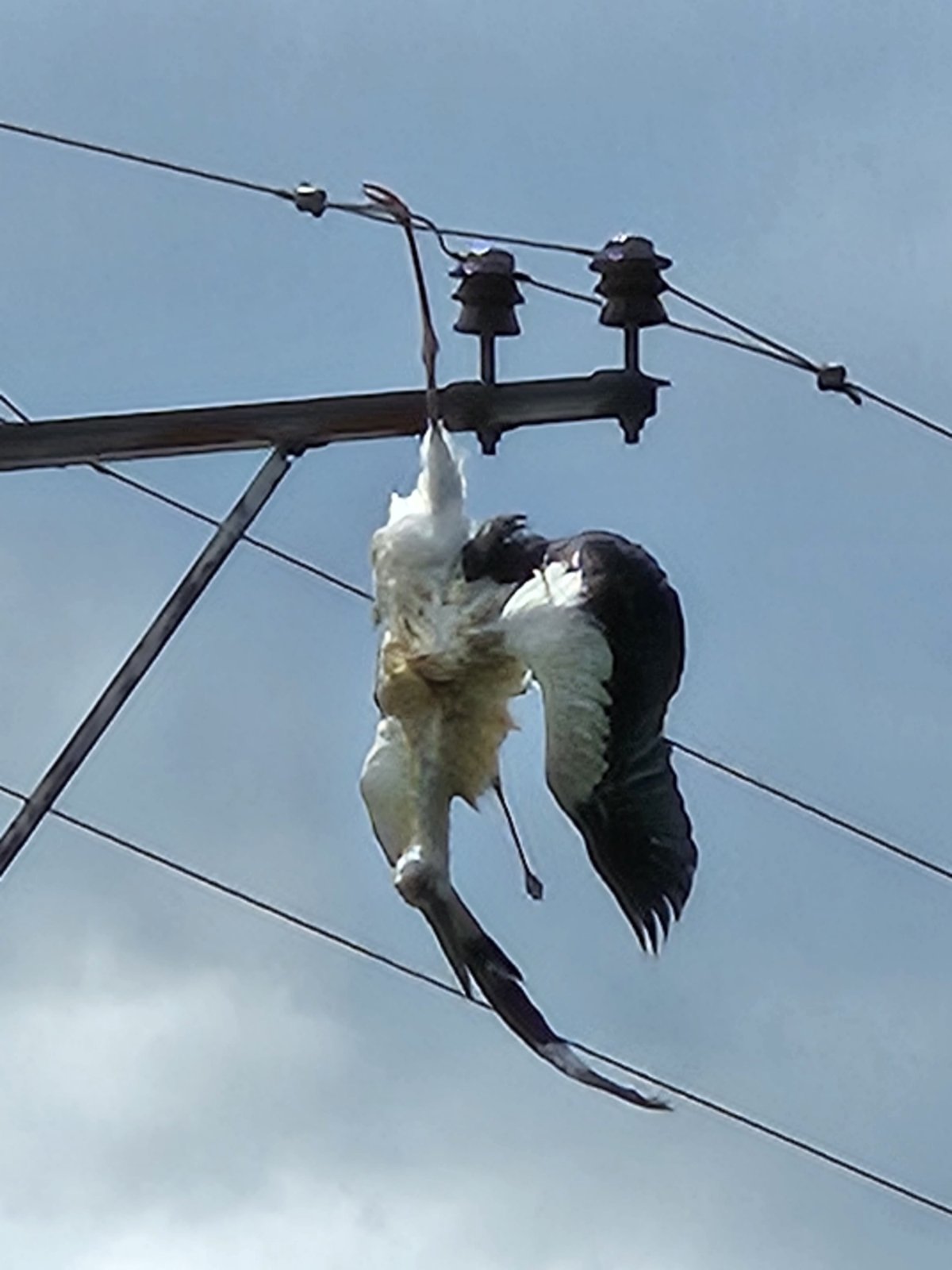 Rode stradale od elektrokucije2, Novo groblje, Niš, foto_DZPPS