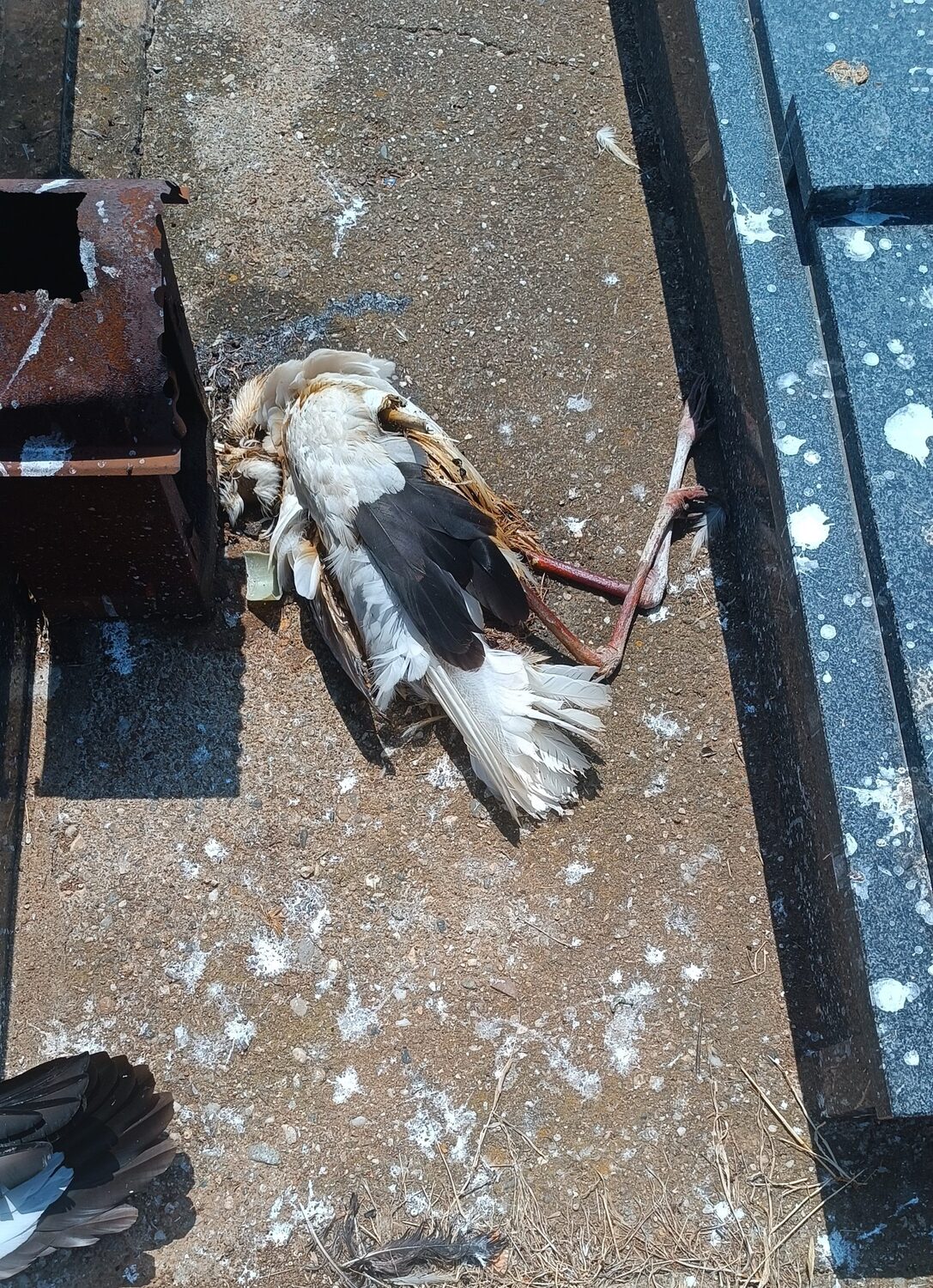 Roda stradale od elektrokucije, Novo groblje, Niš, foto_DZPPS