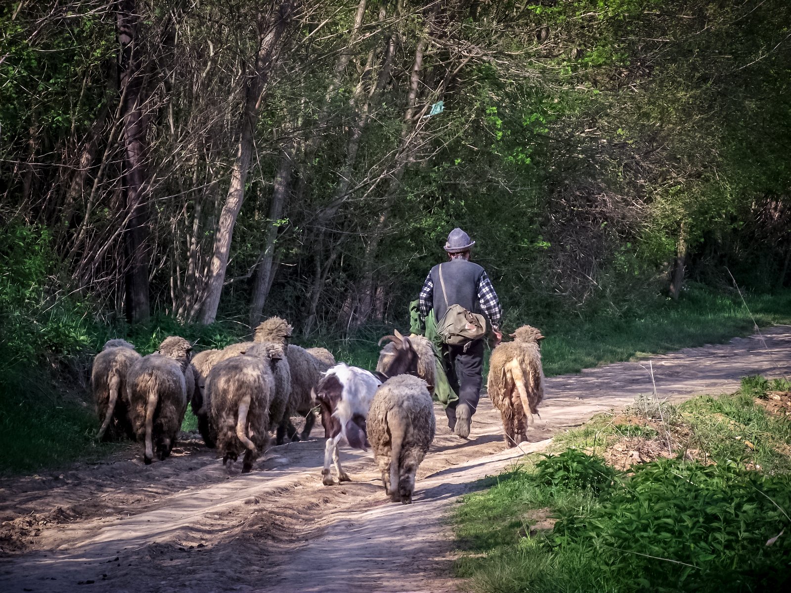 SRCE: Stočarstvo u Pčinjskom okrugu pred kolapsom, prepolovljen broj ovaca, svinja i krava 1 DSCF8151 1600x1200 edited
