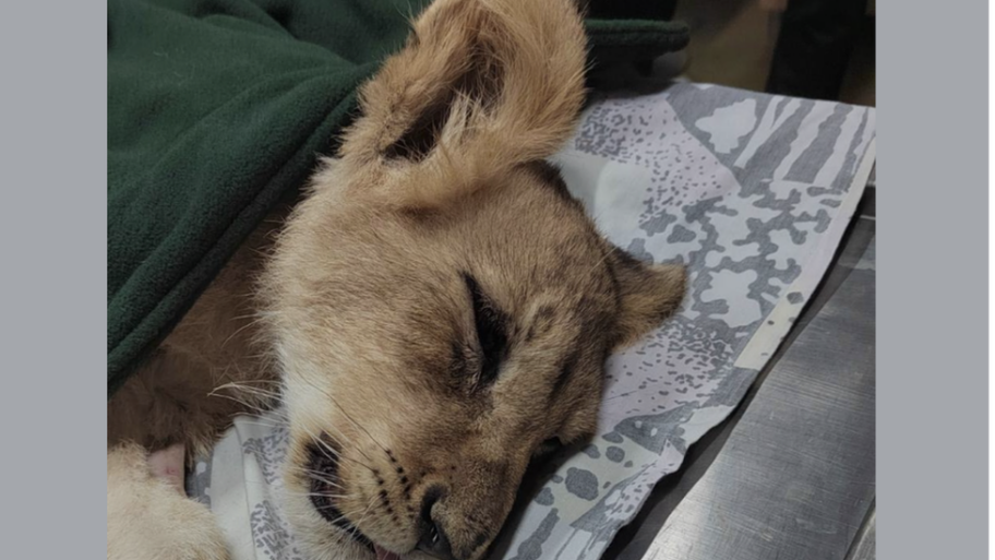 131329790 screenshot2023 10 03at15 50 19