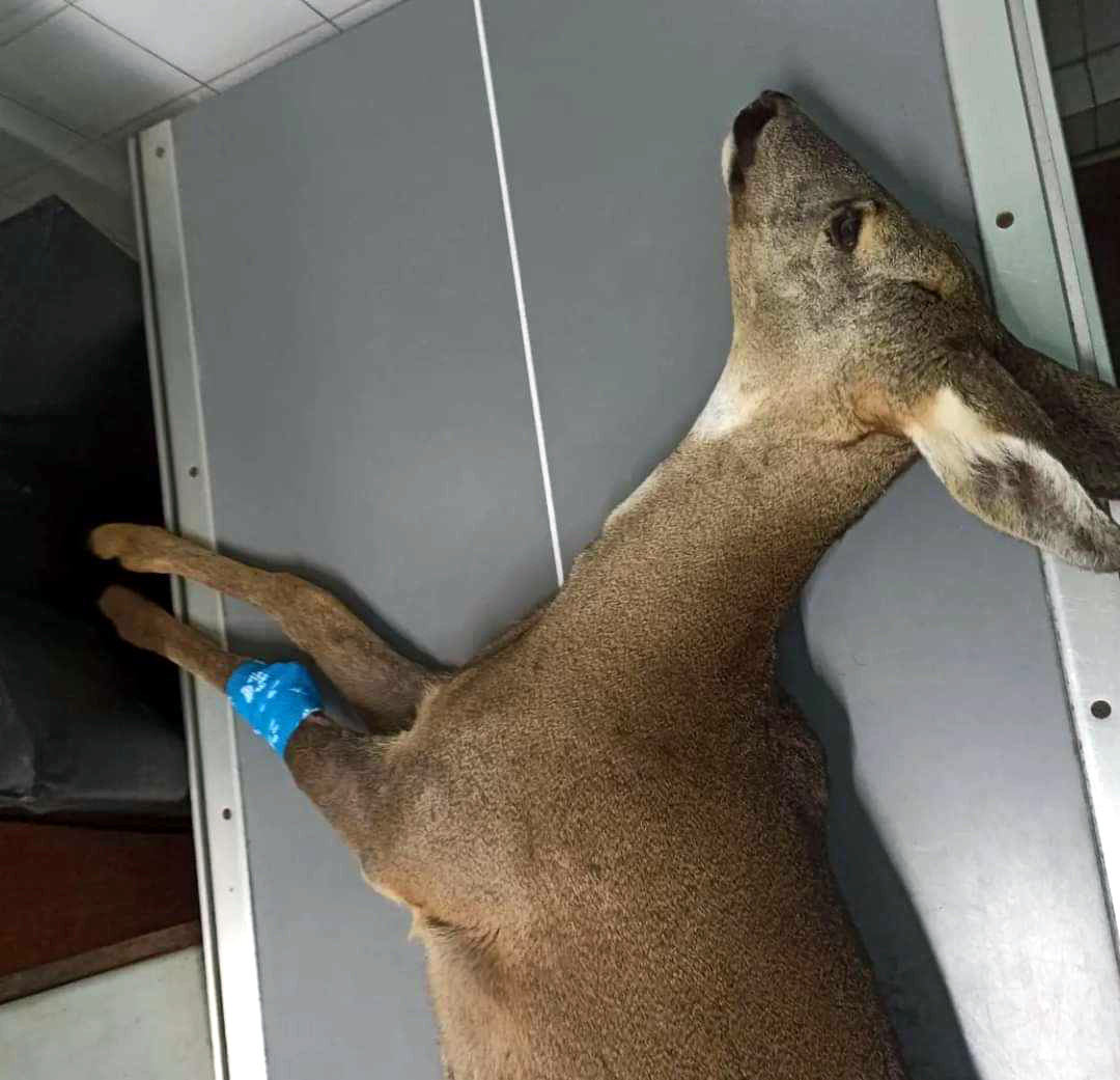 Srna1; foto: Zoo planet