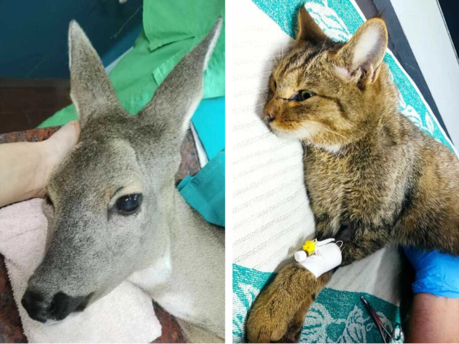 Niški "Zoo planet" zbrinuo povređenu srnu i spasao divljeg mačka 6 Divlja macka i srna foto Zoo planet