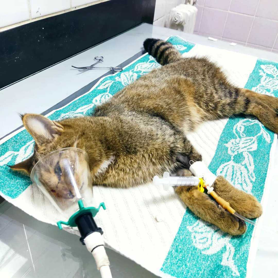 Divlja mačka3; foto: Zoo planet