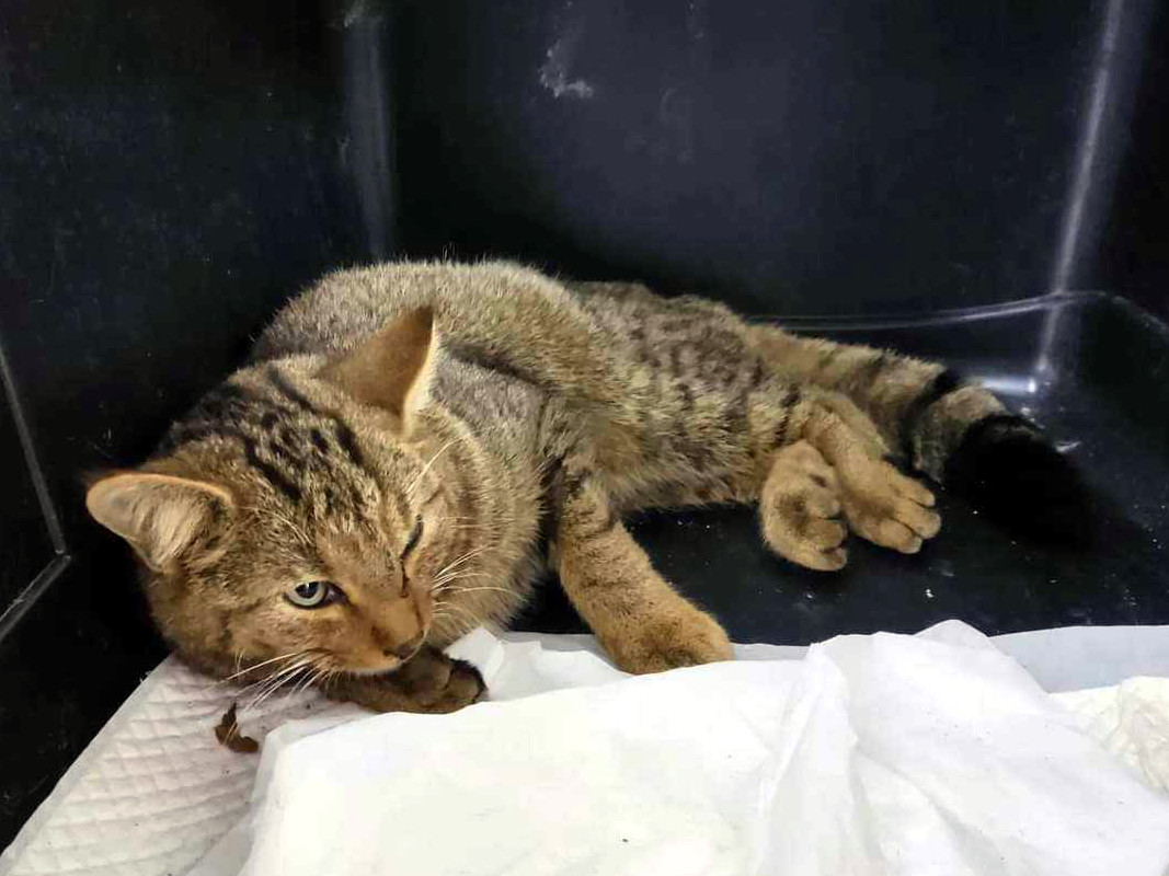 Divlja mačka1; foto: Zoo planet