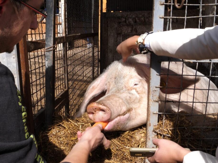 Humanitarni maskenbal u "Zoo kutku" - donacijama se obezbeđuje hrana za životinje 4 1280x0 zo kutak 3