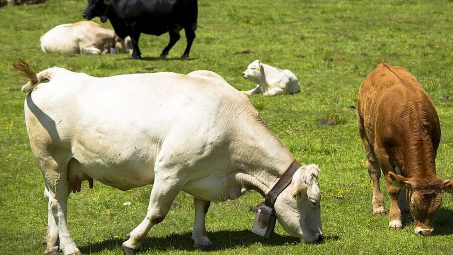 131594434 cows