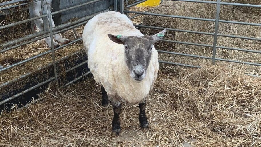 Velika Britanija i životinje: Najusamljenija ovca pronašla novi dom posle dve godine života na steni 7 131630579 sheeplooking