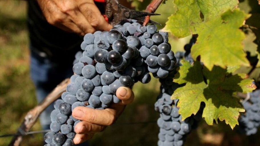 131643372 grapes