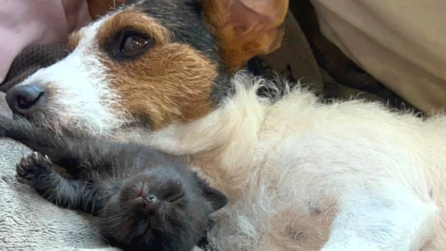Životinje: Zašto je ženka psa podojila napušteno leglo mačića 16 131642933 jackrussellkittens2