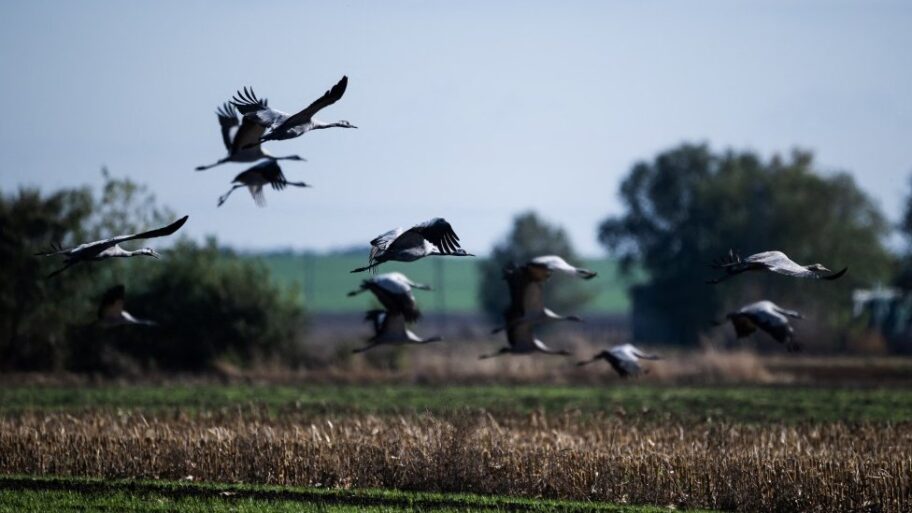 Ptičiji grip stigao na Balkan, šta treba da znate 15 131828778 zdral1