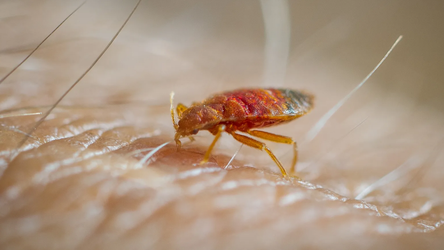 Zaštita od insekata: Zašto je toliko teško izaći na kraj sa stenicama 12 131597618 capture png1