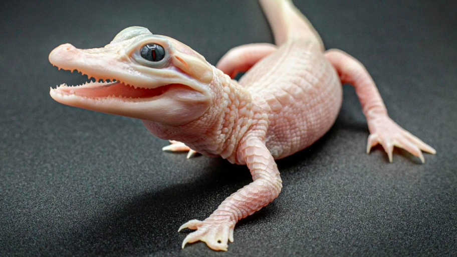 131965060 microsoftteams image 6