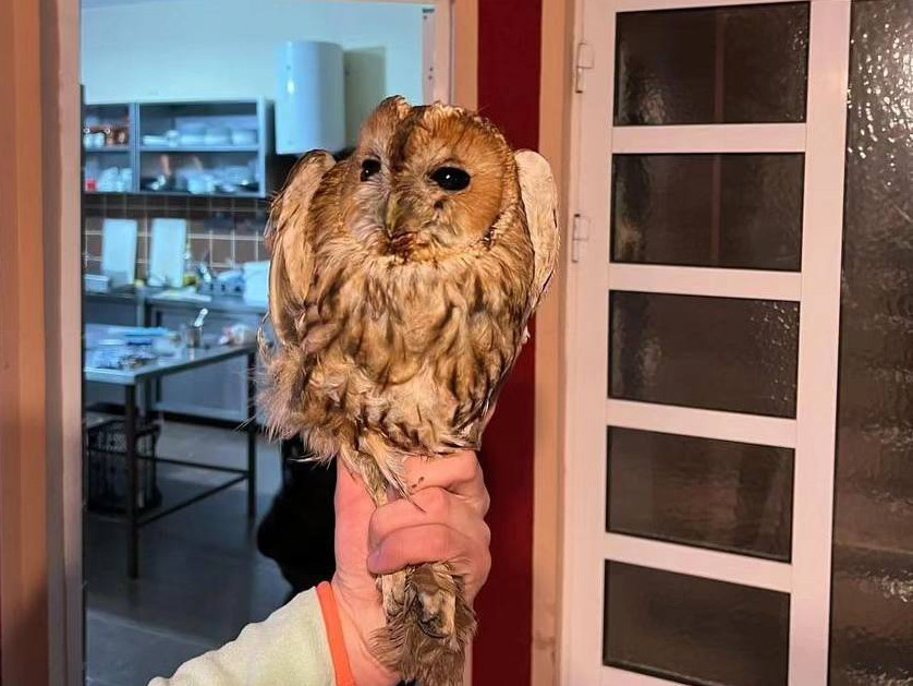 Šumska sova kroz otvor u kuhinji ušla u kuću Nišlija, spasili je i vratili prirodi 2 Sumska sova1 foto Zoo planet