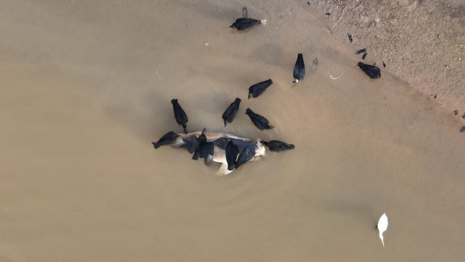 Latinska Amerika i životna sredina: Rekordna suša u Amazoniji - „Nikad nismo doživeli ovako nešto“ 19 132062023 dolphin vultures