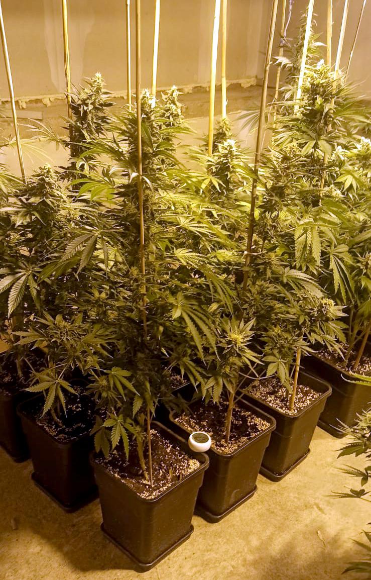 marihuana prokuplje šurak