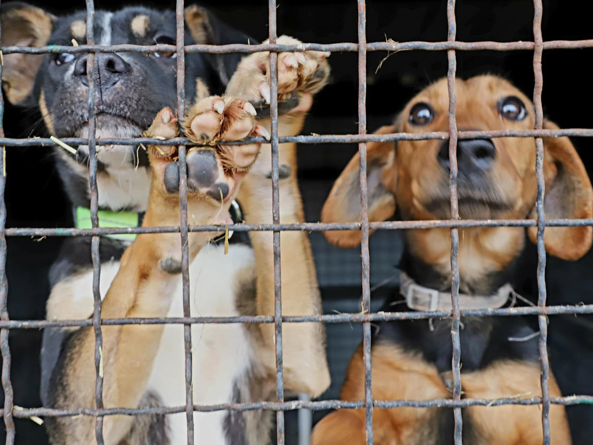 Dan otvorenih vrata u Prihvatilištu2; foto: FB Dragana Sotirovski