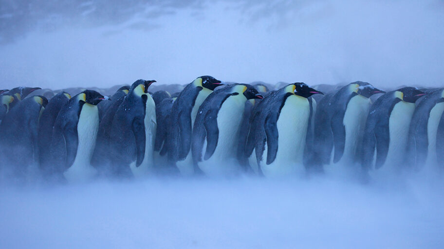 109156955 c0410916 emperor penguin huddle in bad weather antarctica july spl