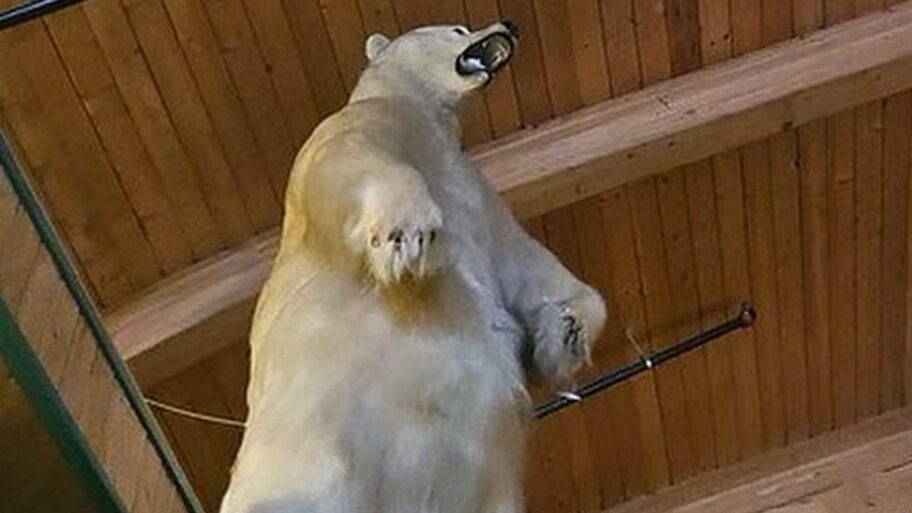 Životinje i kriminal: Veliki preparirani polarni medved ukraden u bizarnoj pljački u Kanadi 5 132519017 polarbear