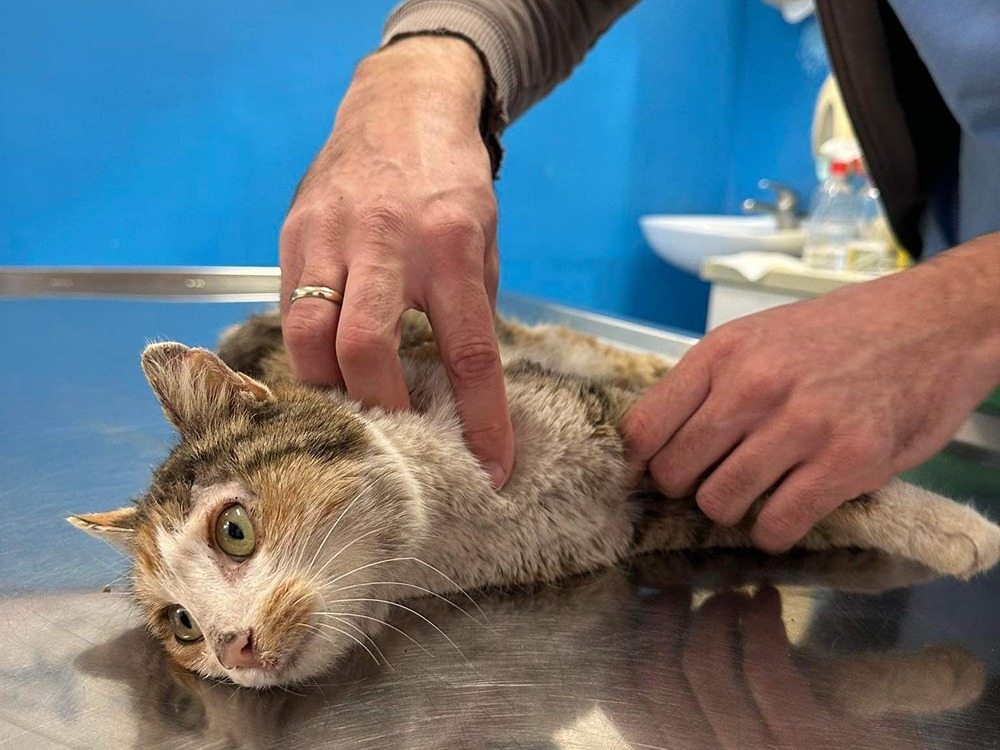 Spaljivali mačke u selu kod Niša, nagrada 1.000 evra onom ko otkrije počinioca 1 424660142 18215836948276286 7559077976228340972 n