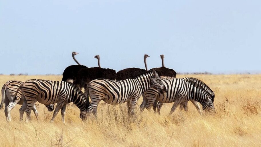 Priroda: Međusobni ljubavni odnosi različitih biljnih i životinjskih vrsta 4 132679153 93a7f25d c91f 47d2 a3f9 a629571ecaf1