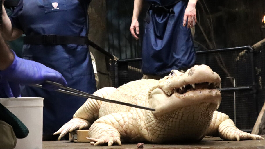 132691471 white alligator