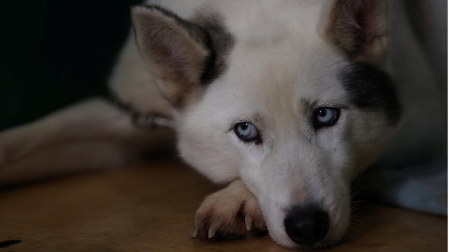 Hrvatska i životinje: Za napuštanje kućnog ljubimca godinu dana zatvora 2 132934245 d4f2c7fe431075580cc79e52599c60dc405c7d63