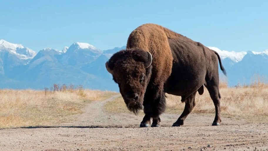 Klimatske promene: Kako bi bizon na ispaši mogao da bude dobar za planetu 10 132391967 23abaabf 0779 42ac 83e4 242baba6f288