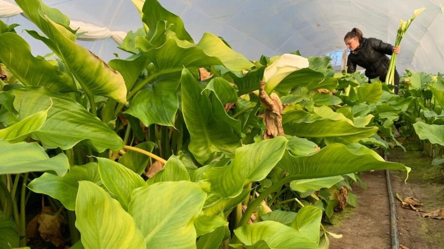 133077462 thumbnail 12